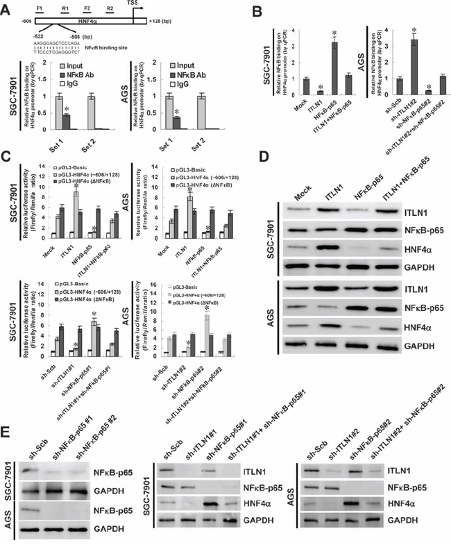 Crucial roles of NF&#x03BA;B in ITLN1-mediated regulation of HNF4&#x03B1; expression in gastric cancer cells.
