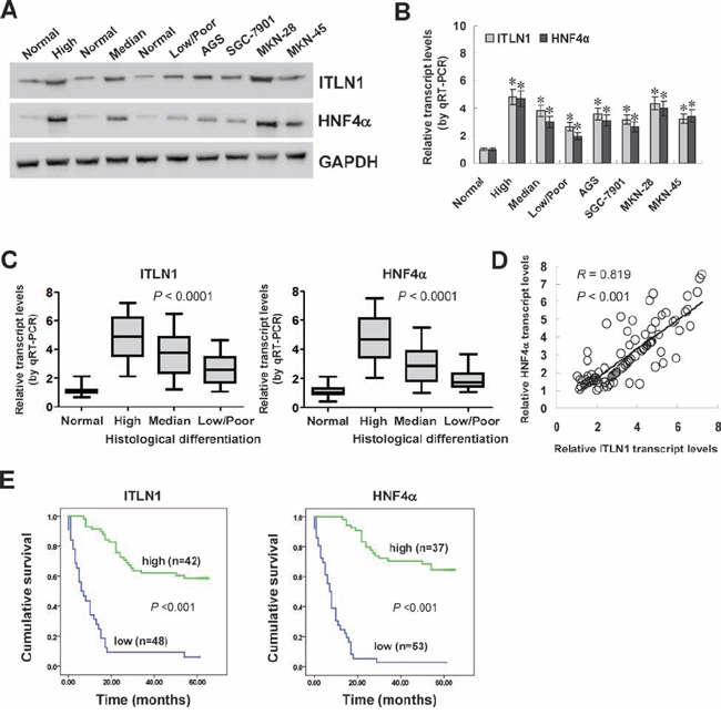 HNF4&#x03B1; was positively correlated with ITLN1 expression in gastric cancer tissues and cell lines.