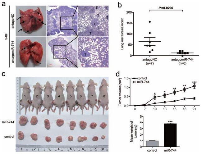 MiR-744 functions as a tumor promoter in NPC cells metastasis and growth in vivo.