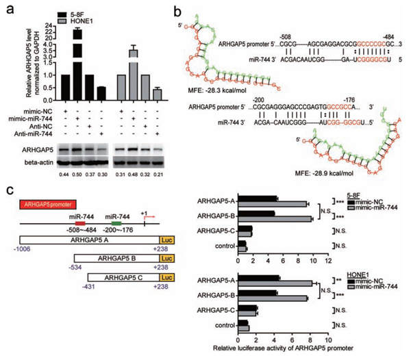 ARHGAP5 was a direct transcriptional target of miR-744 in NPC cells.