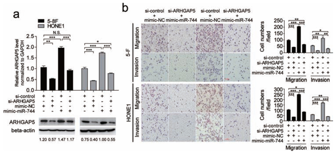 Silencing of ARHGAP5 abrogated the effects of miR-744 on migration and invasion in NPC cells.
