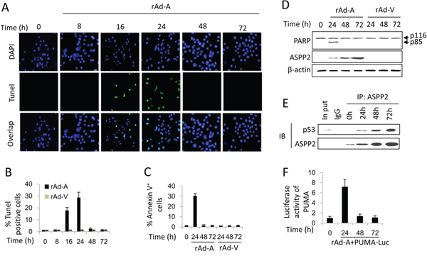 ASPP2-induced apoptosis is impaired in hepatoma cells.