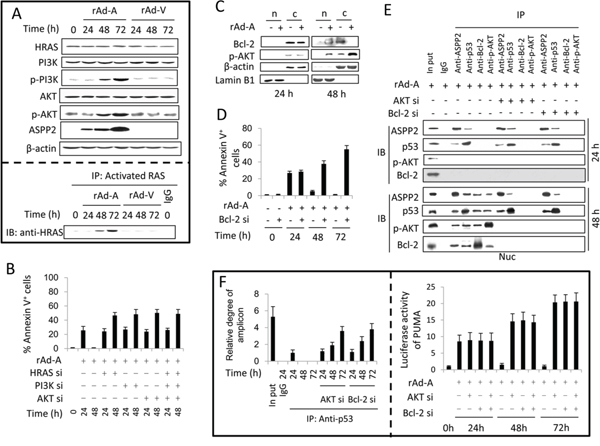 Activation of the HRAS/PI3K/AKT pathway inhibits ASPP2-induced apoptosis.