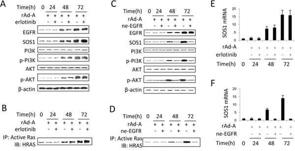 EGFR tyrosine kinase has no effect on activation of the SOS1/HRAS/PI3K/AKT pathway.