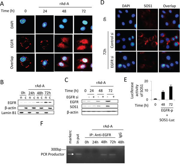 Nuclear EGFR positively regulates SOS1 expression.
