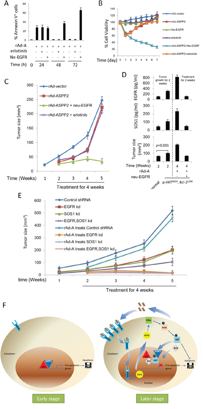 Anti-EGFR neutralizing antibody improves and enhances ASPP2-induced apoptosis in vitro and in vivo.
