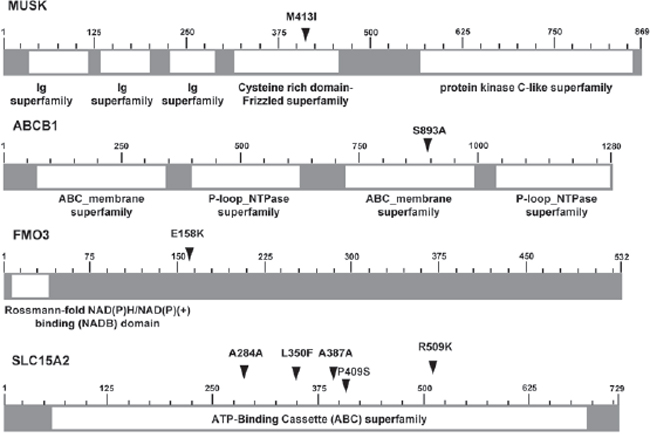 Schematics of six non-synonymous SNVs located in 4 genes.