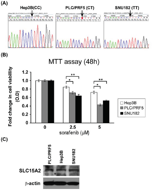 Functional analysis of SLC15A2 variant in liver cancer cell lines.