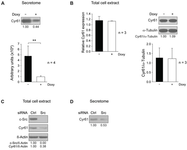 c-Src suppression reduces Cyr61 in MDA-MB-231-Tet-On-shRNA-c-Src and in SUM159PT cells.