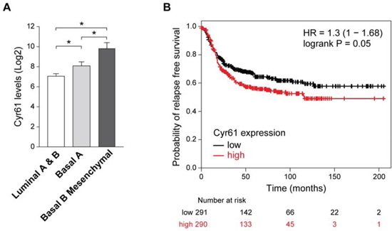 Expression of Cyr61 in breast cancer.