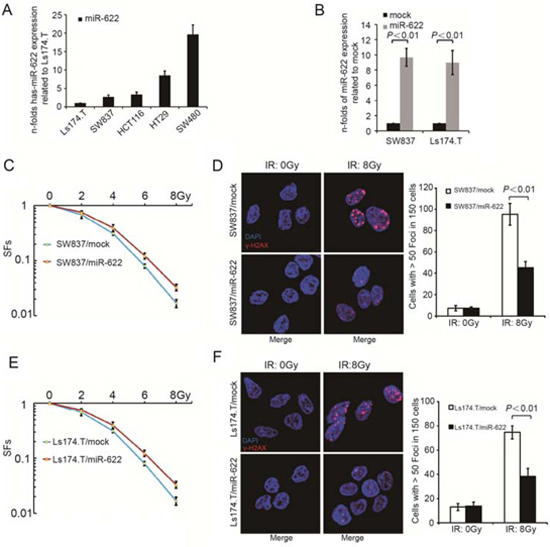 MiR-622 is associated with radiosensitivity of CRC cells in vitro.