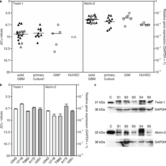 Expression of Akirin-2 and Twist-1 in a. solid and matched cultured primary human glioblastomas (GBM), glioma-infiltrating macrophages/microglia (GIM), human umbilical vein endothelial cells (HUVEC) and b. GBM cell lines was evaluated by real-time RT-PCR (measured in duplicates; logarithmic scale, &#x0394;CT = 3.33 corresponds to a 10-fold difference; black filled symbols identify matched samples of solid and cultured GBMs), and c. Western Blot analysis of Akirin-2 and Twist-1 expression in five different solid (s) GBMs compared to recombinant Akirin-2 or Twist-1 control (c) proteins.