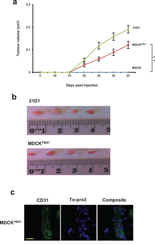 MDCKYBX1 cells generate tumour xenografts.