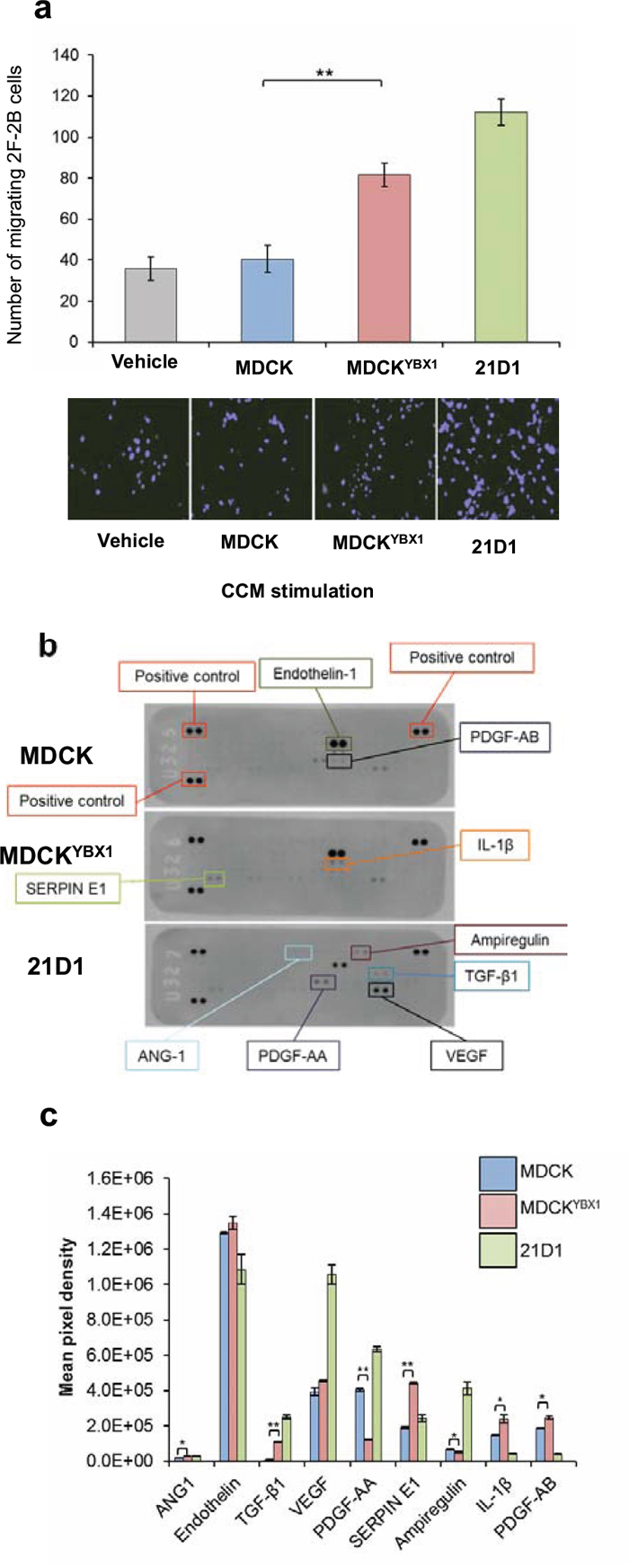 MDCKYBX1 cells secrete angiogenic factors which increase endothelial cell migration.