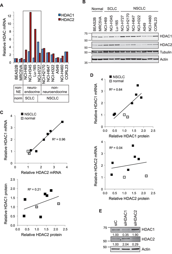 Interdependency of HDAC1 and HDAC2 expression in lung cancer cell lines.