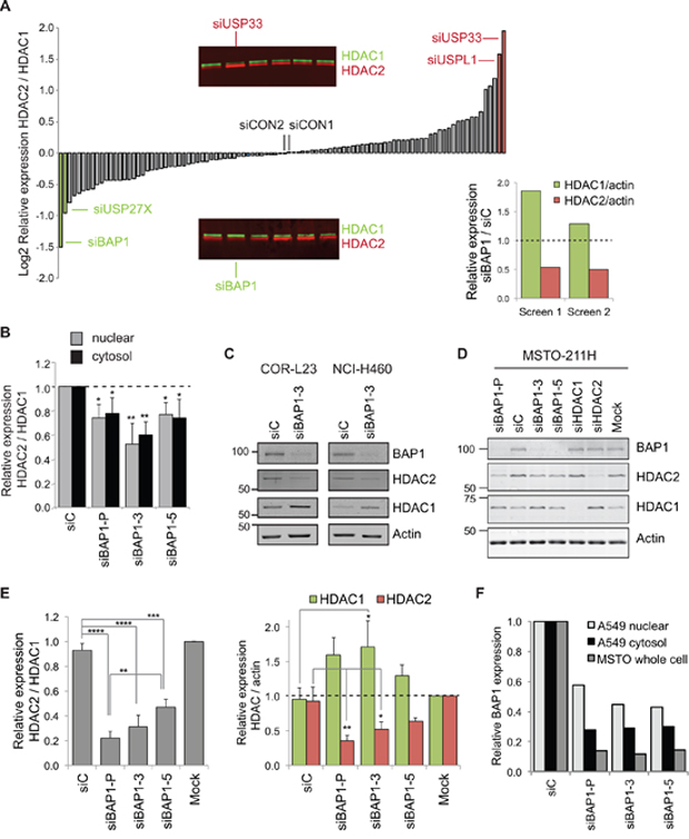 BAP1 regulates the balance of HDAC2 and HDAC1 expression.