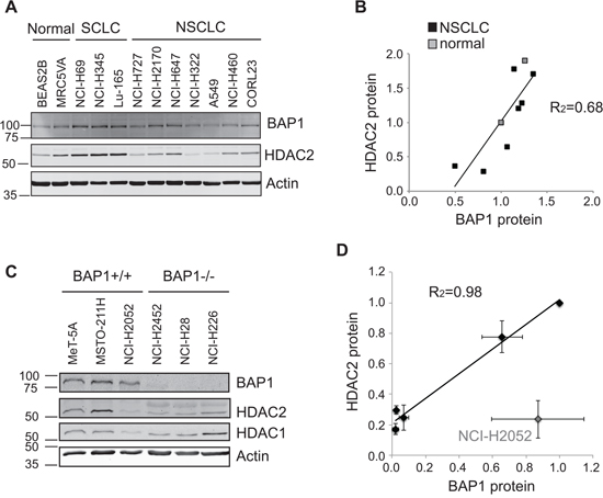 Endogenous BAP1 and HDAC2 expression are positively correlated.