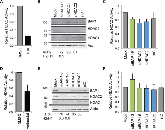 Neither HDAC nor BAP1 depletion alters total cellular HDAC activity.