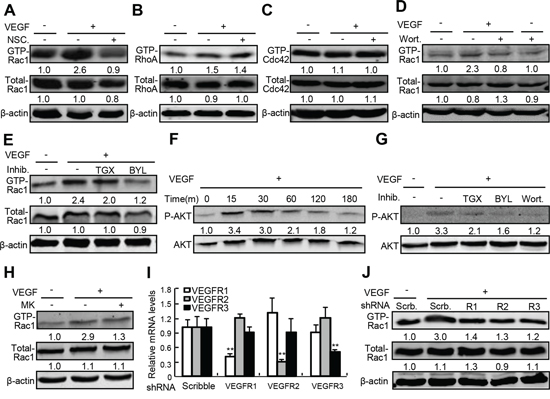 The underlying mechanism governing VEGF-A-induced Rac1 activation.