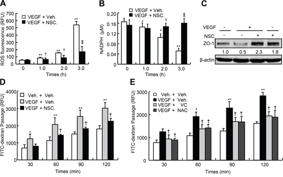 Oxidative levels, ZO-1 expression and transendothelial permeability of HUVEC in response to VEGF-A.