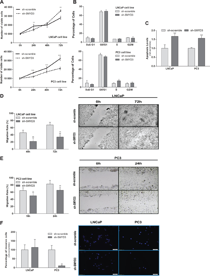 Impact of SMYD3 silencing in the malignant phenotype of PCa cells.