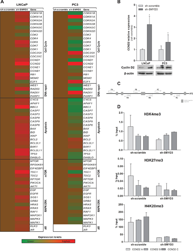 Identification of putative SMYD3 target genes and its regulation by SMYD3 histone marks.