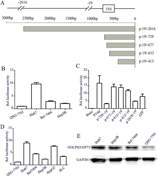 Analysis of GOLPH2 promoter activity and its expression in HCC cell lines.