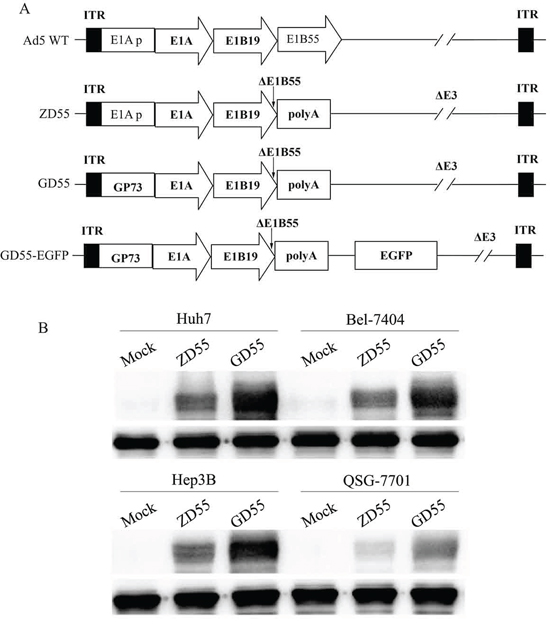 Characterization of GOLPH2 promoter-regulated oncolytic adenovirus GD55.