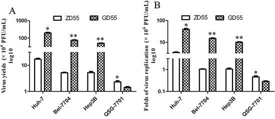 Replication of GD55 and ZD55 in hepatocarcinoma cells.