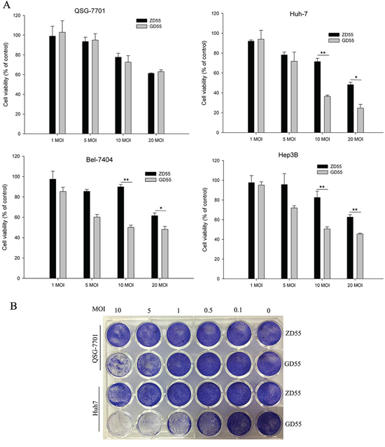 Cytotoxicity of GOLPH2 promoter-regulated oncolytic adenovirus for hepatocarcinoma cancer cells.