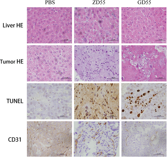 GD55 induced cell death in vivo.