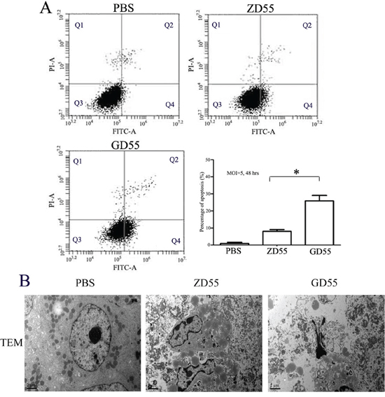 Apoptotic inducement in Huh7 cells by GD55.
