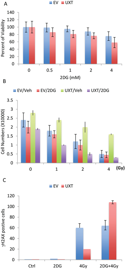 U2OS_UXT cells depend on glycolysis for cell survival.