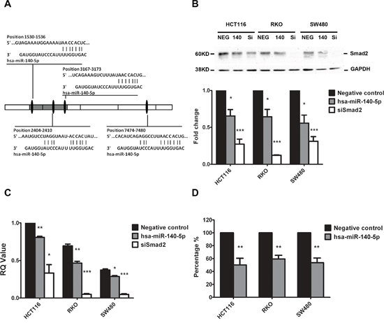 Smad2 is the direct target of hsa-miR-140-5p.