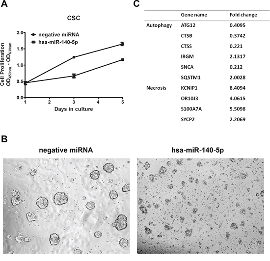 Hsa-miR-140-5p disrupts CSC growth through interrupting autophagy.