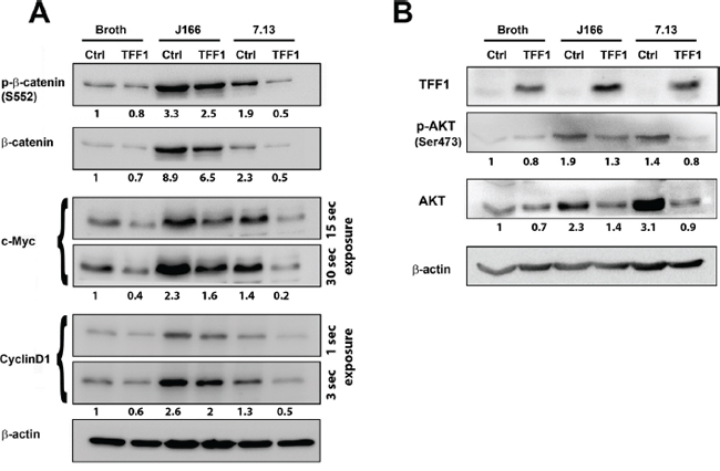 Reconstitution of TFF1 suppresses protein expression of &#x03B2;-catenin target genes in H. pylori-infected cells.