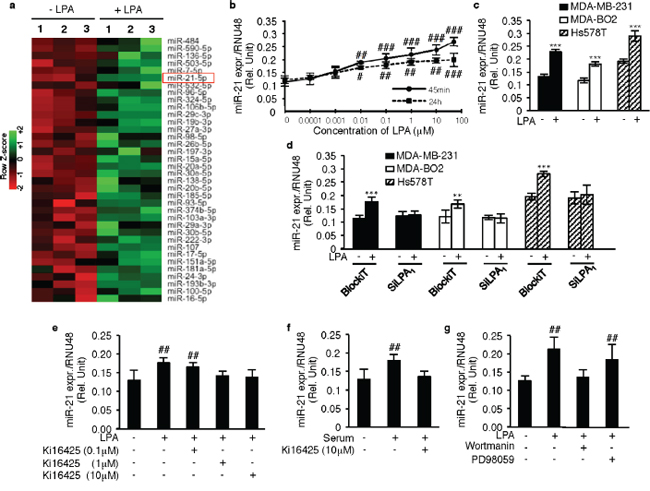 LPA1 regulates LPA-induced miR-21 expression.