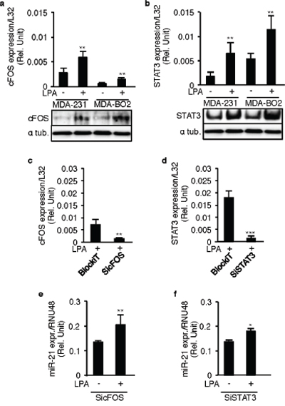 LPA-induced miR-21 expression is independent of STAT3 and cFOS.
