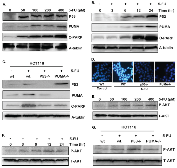 5-FU induces cell apoptosis through p53/PUMA pathway.