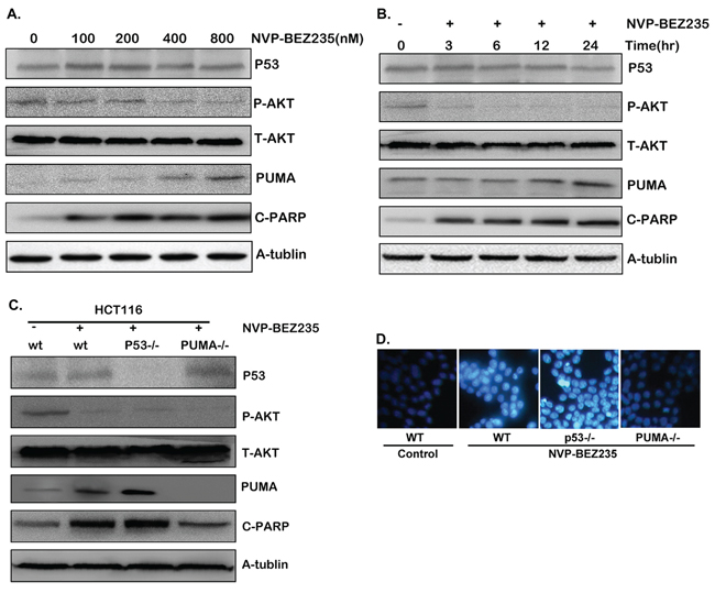 Cell apoptosis induced by NVP-BEZ235 is dependent on Akt/mTOR/PUMA pathway, not on p53.