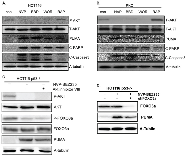 The effect of NVP-BEZ235, NVP-BBD130, Wortmannin, Rapamycin or Akt inhibitor VIII on PUMA expression and apoptosis.