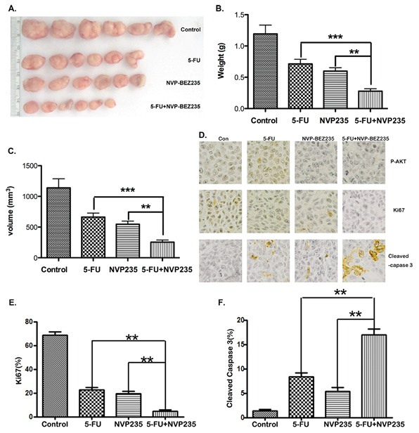 The antitumor effect of combination treatment in vivo.