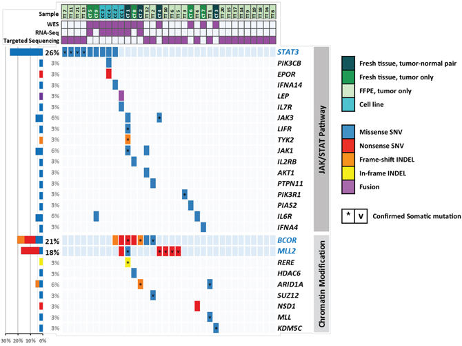 Distribution of mutations in ENKL.