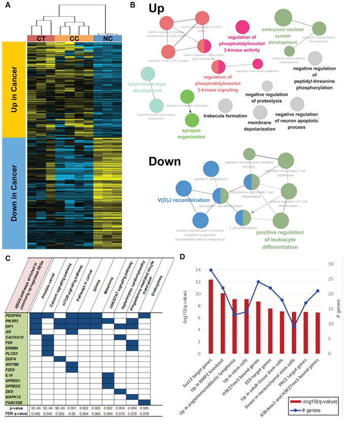 Functional enrichment of commonly upregulated or downregulated genes in both CT and CC samples.