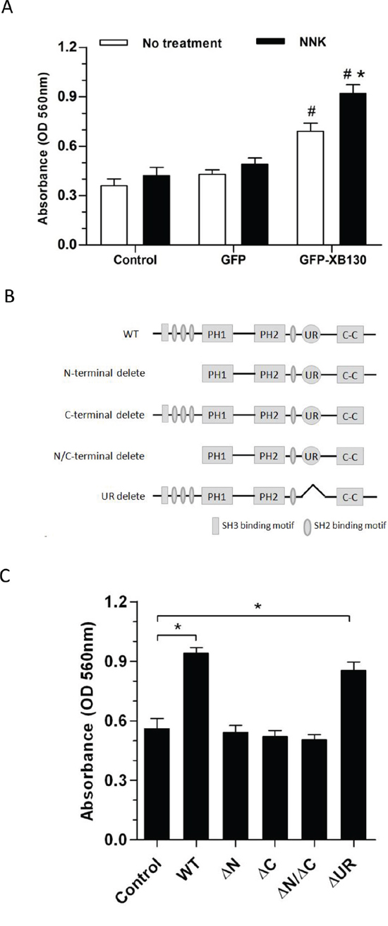 Overexpression of XB130 increased chemotactic cell migration.