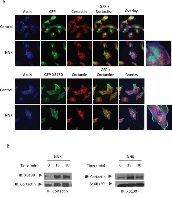 XB130/cortactin interaction is enhanced by NNK treatment in BEAS2B cells.