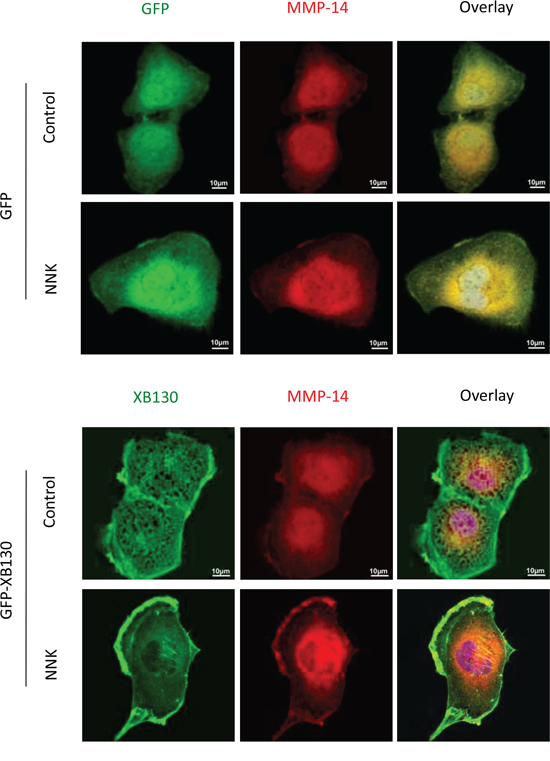 Over-expression of XB130 promoted MMP-14 translocation to actin-rich cellular structures.