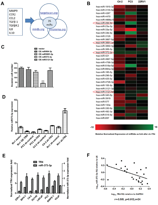 TR4 modulates miR-373-3p expression.