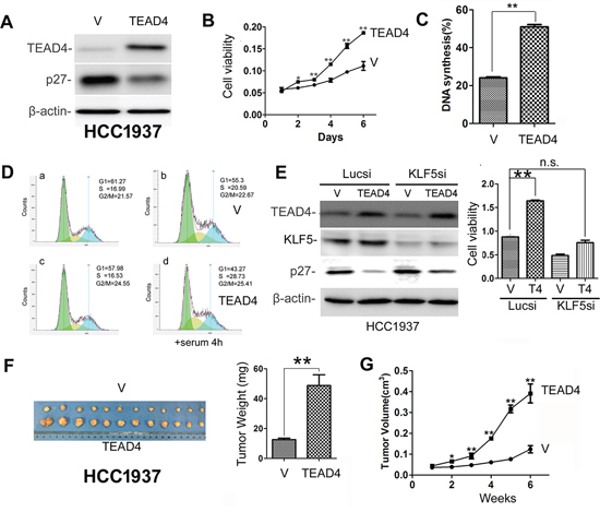 TEAD4 overexpression promotes TNBC cell proliferation and tumor growth.
