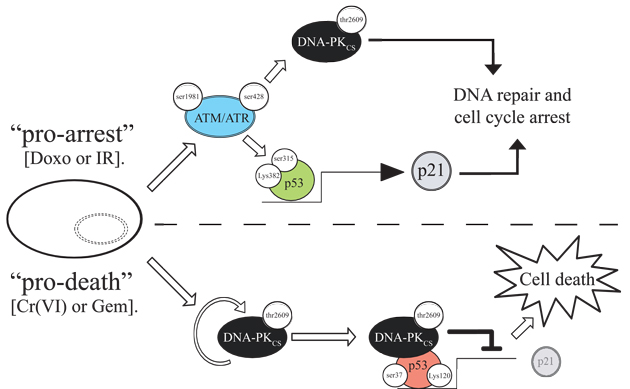 Model for DNA-PK